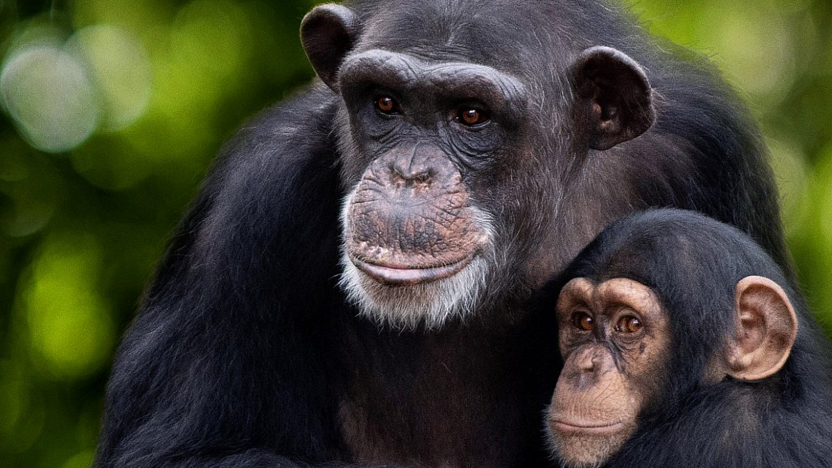 Chimps