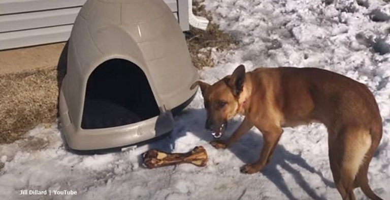 Jill Dillard New Dog Fenna