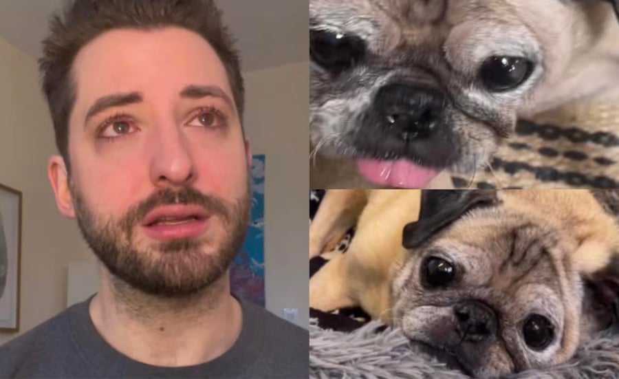 Noodles The Pug - TikTok