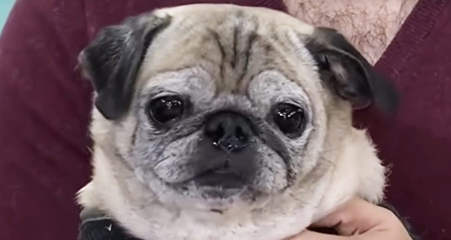 Noodle The Pug - Youtube