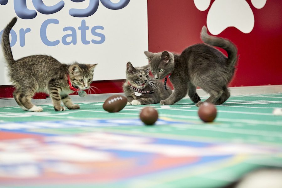 Hallmark pet rescue Credit: ©2019 Crown Media United States LLC/Photographer: Keith MacDonald