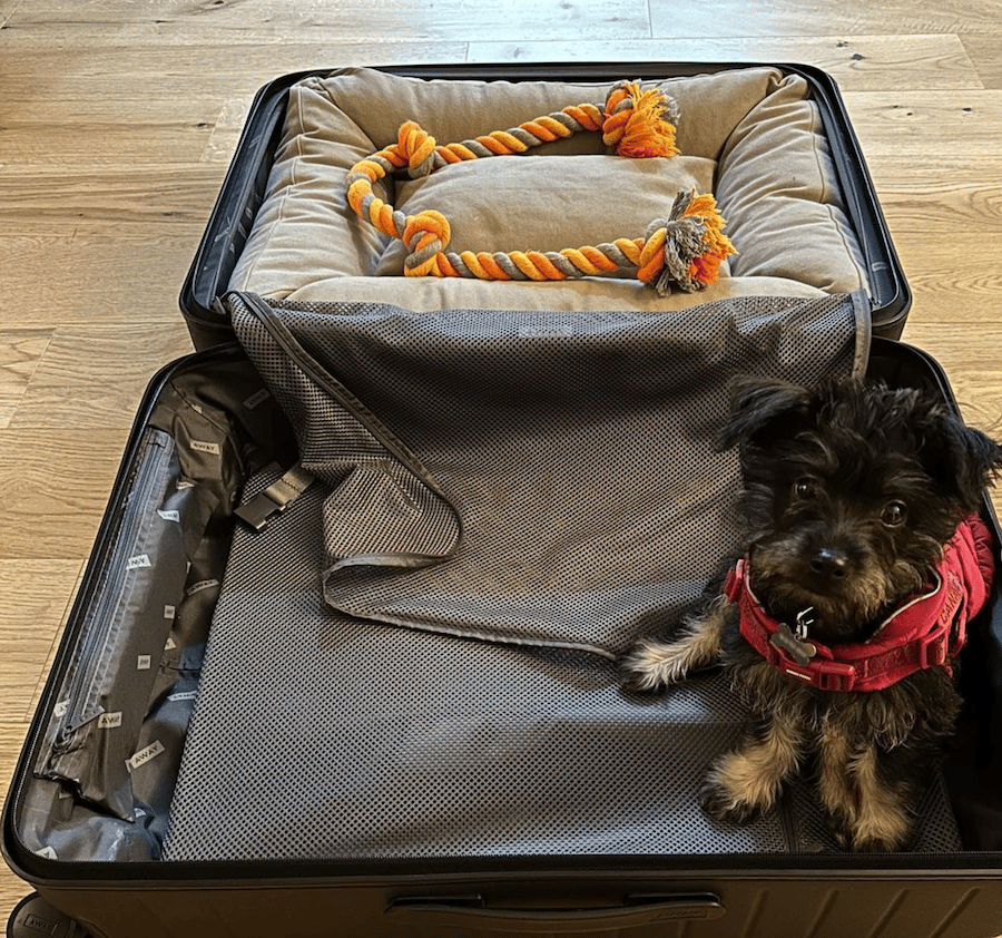 Willoughby the adorable pet rescue-https://www.instagram.com/p/CoQFN6iP8G3/