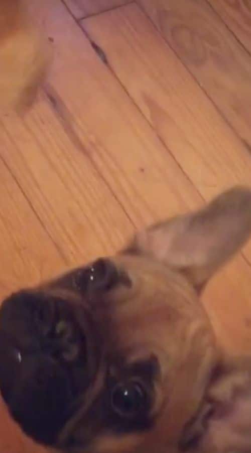 Amber Johnston Instagram - 7 Little Johnstons