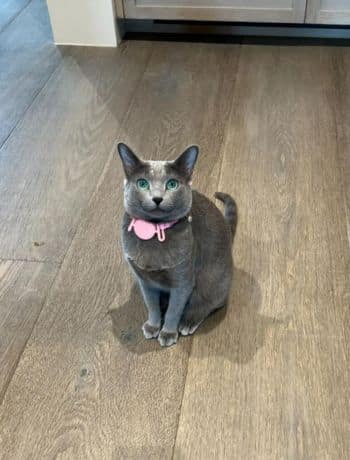 Grey Kitty - Instagram, Khloe Kardashian