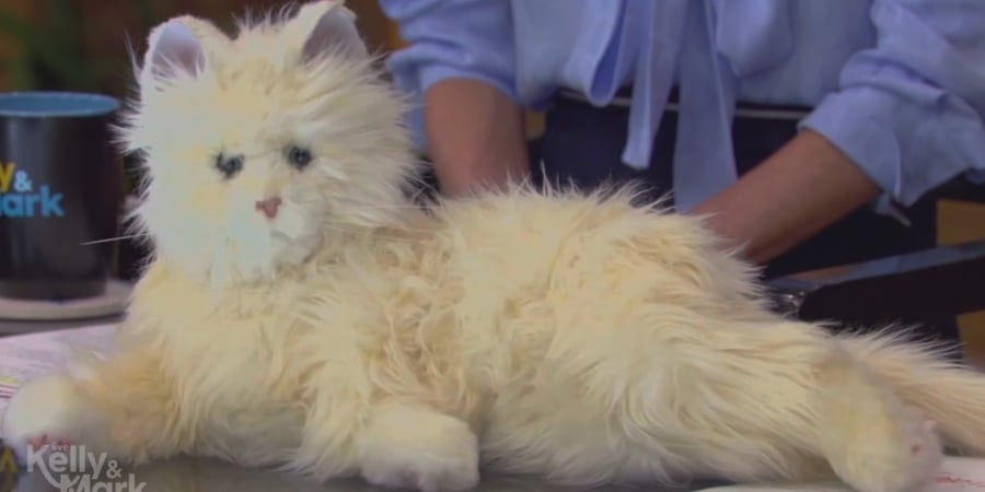 The Live Studio Cat For National Take Your Cat To Work Day - Live 