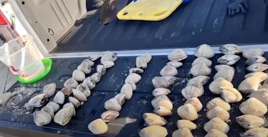 Woman fined $88K for clamming - ABC 30 Action News - YouTube
