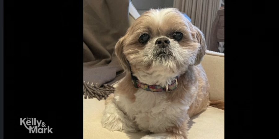 Kelly Ripa's elderly dog, Chewie. - Live With Kelly And Mark