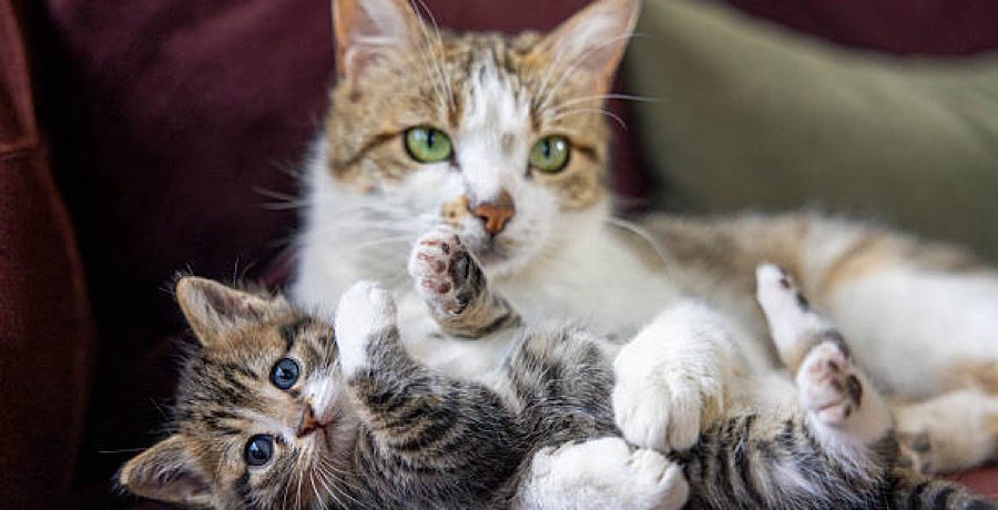 Kitten & Cat- iStock