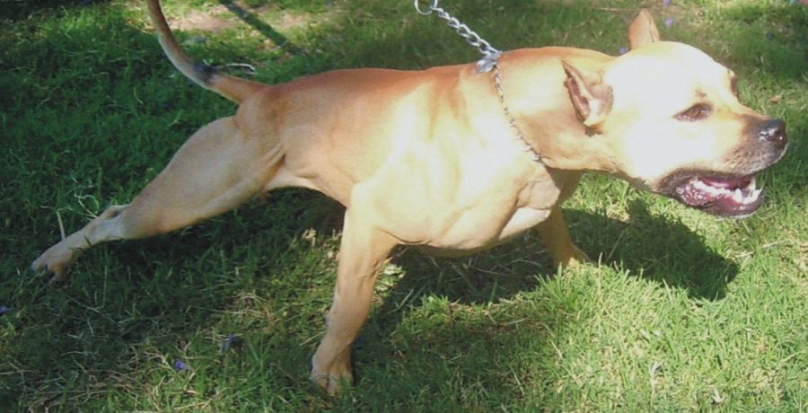 Pit Bull