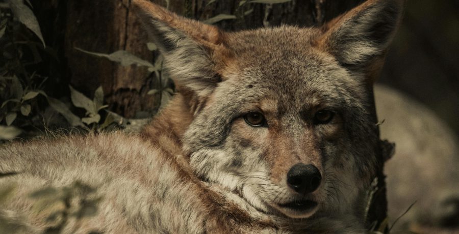 Coyote - Pexels
