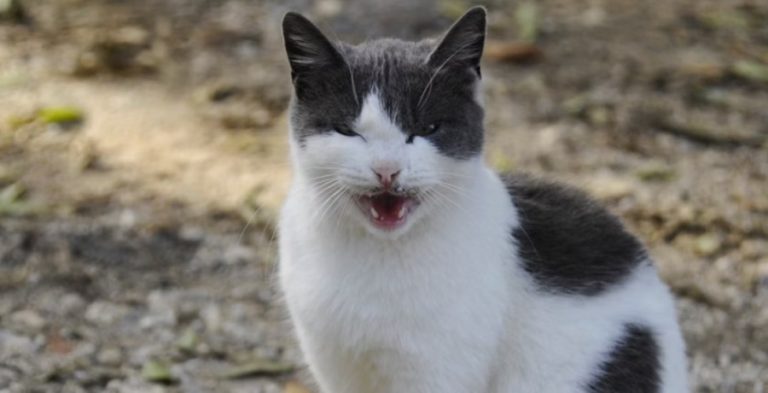 Feral Cat