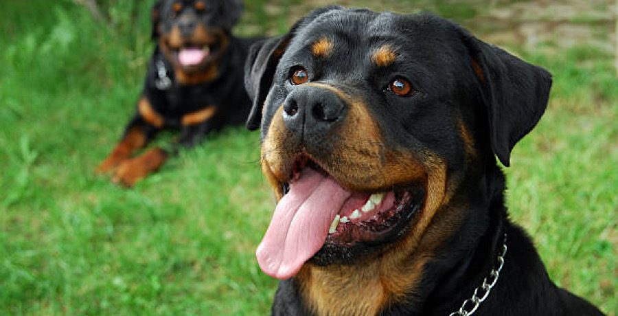 Rottweilers- iStock