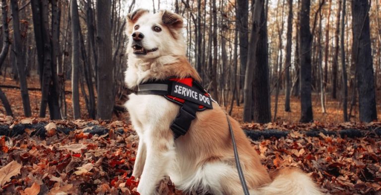 Service Dog