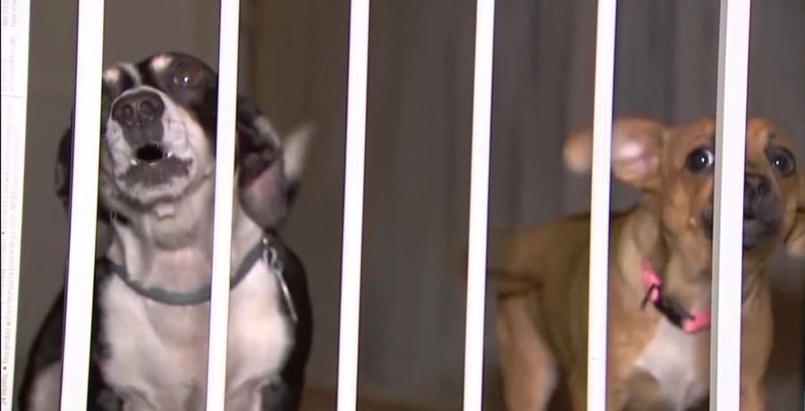 Brandy Williard's dogs - YouTube