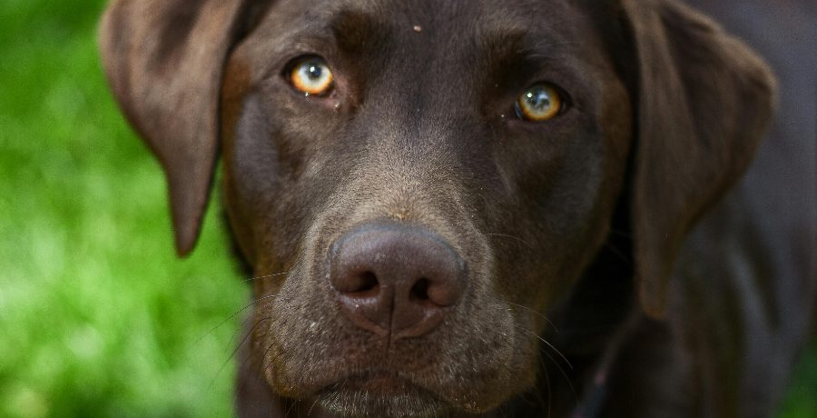 Chocolate lab - Pexels