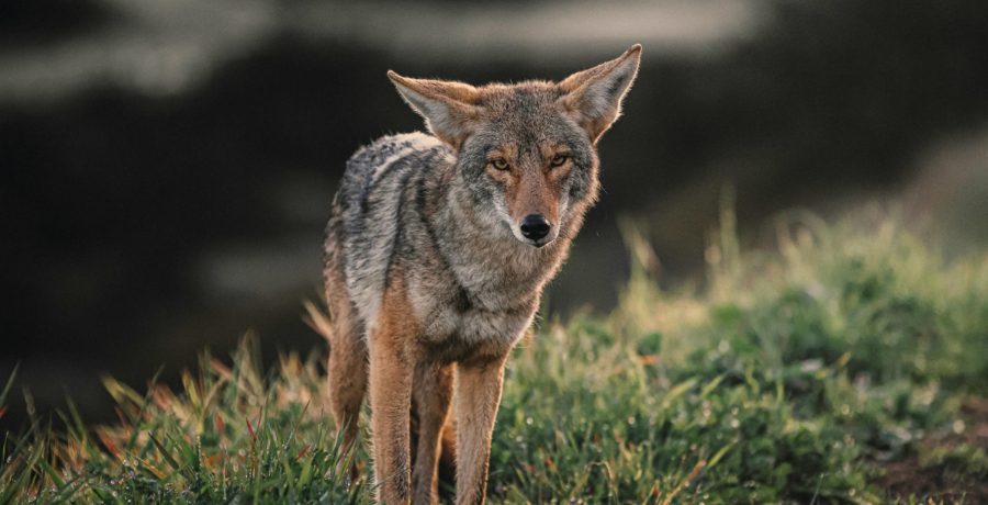 Coyote - Pexels