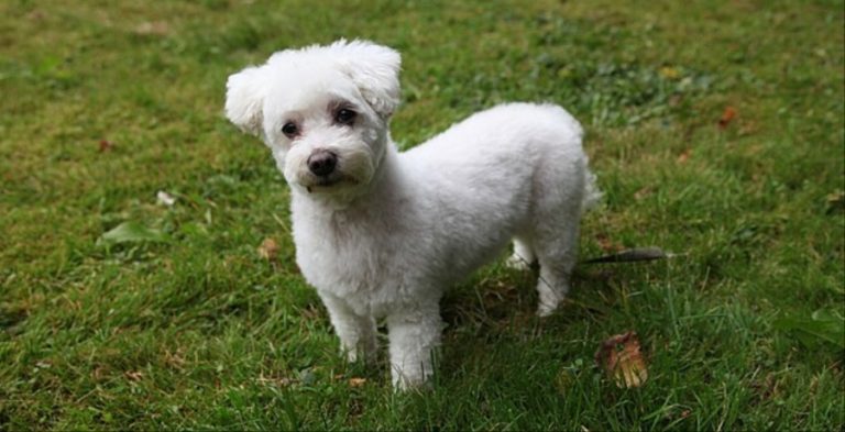 Maltese Dog Wikimedia Commons