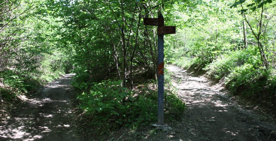 Rhode Island woods/Credit: Wikimedia Commons