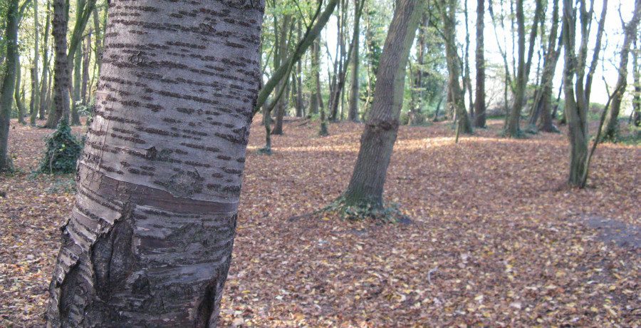 photo of woods/Credit: Wikimedia Commons