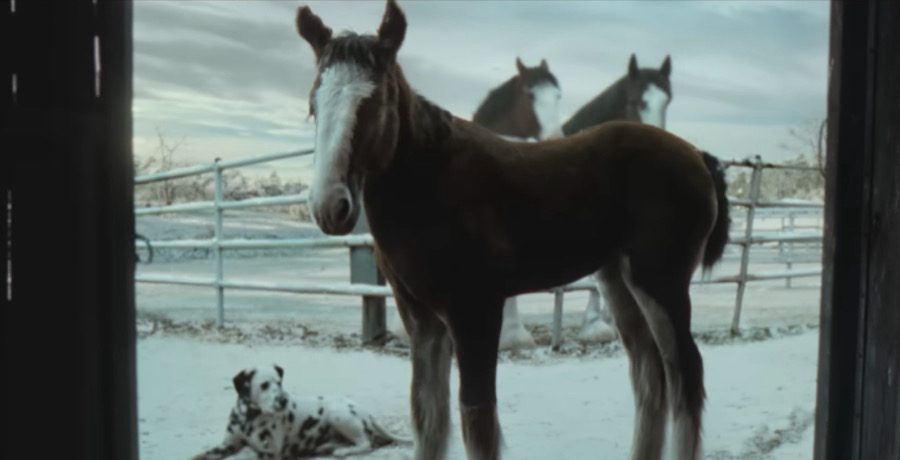 Clydesdale Commercial- YouTube