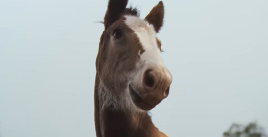 Clydesdale Commercial- YouTube