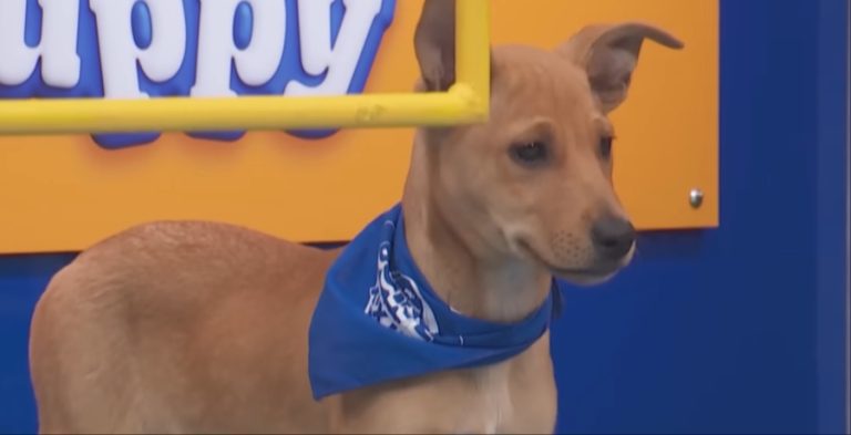Puppy Bowl Puppy YouTube
