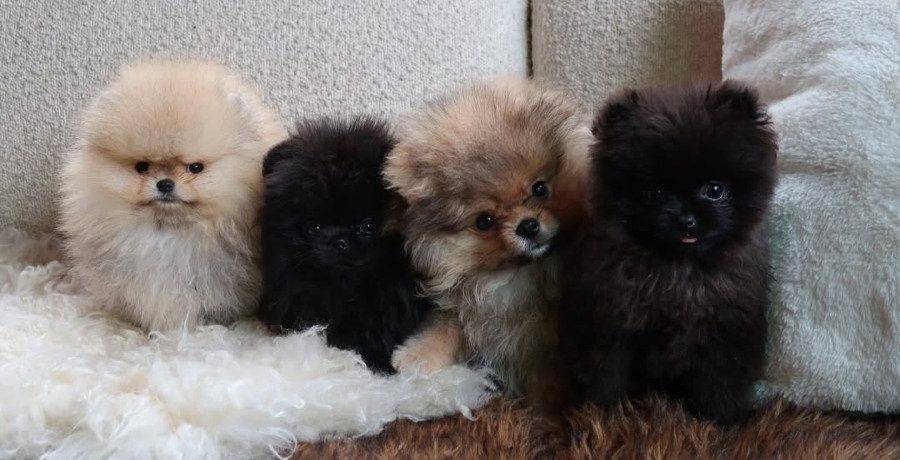Kim Kardashian shares new pic of four puppies she got kids for Christmas/Credit: Instagram