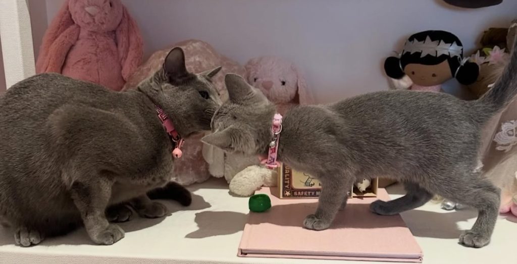Gray Kitty, Baby Kitty- Instagram