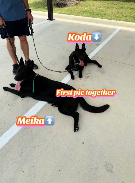 Kate Gosselin's dogs/Credit: TikTok